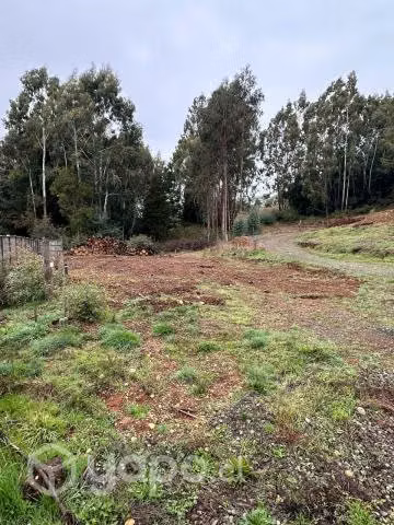 Pardela a 4.5 km de cholchol