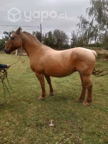 Yegua de trabajo