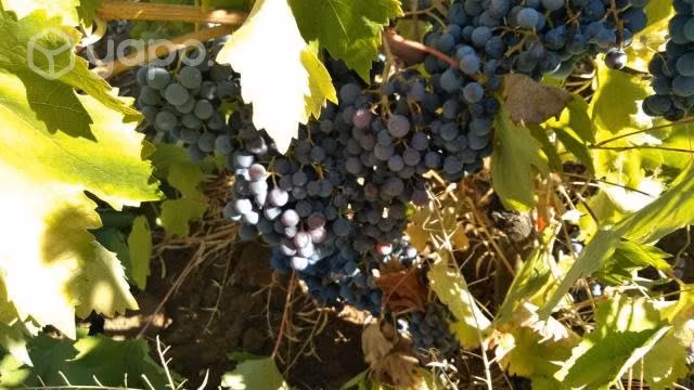 Excelente terreno con uva centenaria cepa país