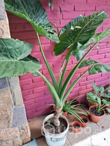 Mantos de eva