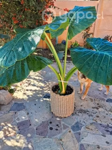 Mantos de eva
