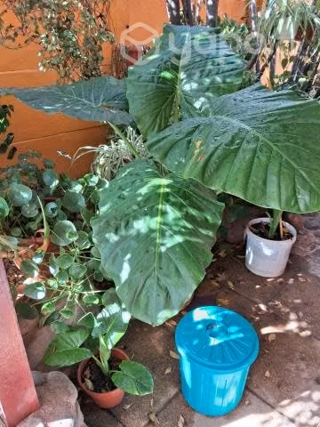 Mantos de eva