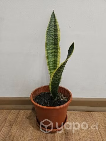 Planta Sansevieria lengua de suegra - Imagen 4