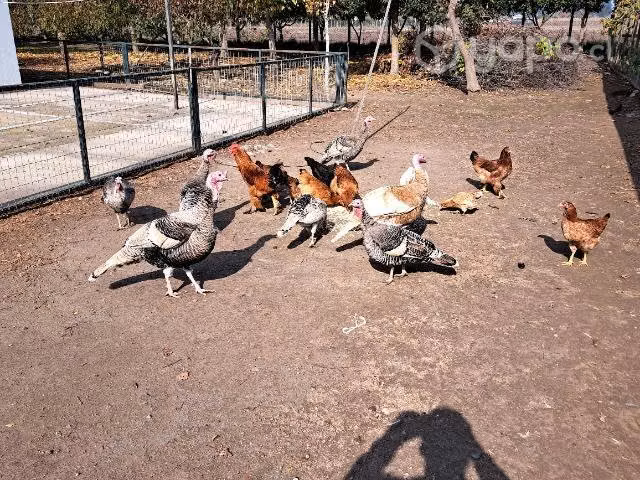 Pavos de campo