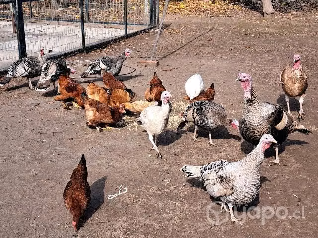 Pavos de campo