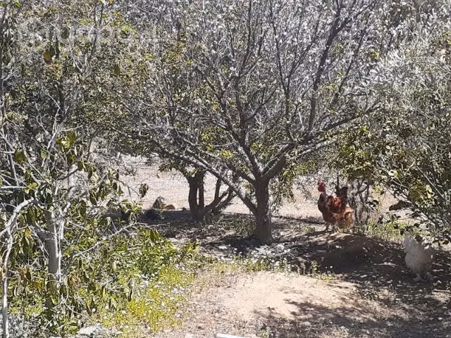 Parcela en Punitaqui