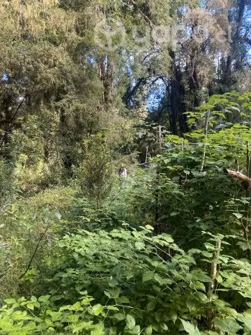 Parcela de una hectárea, orilla de río con dos cab - Imagen 4