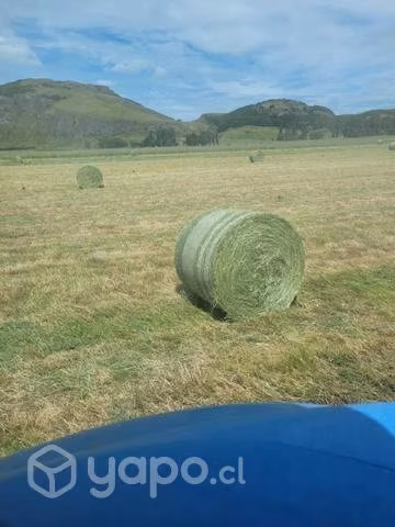 Bolos de pasto