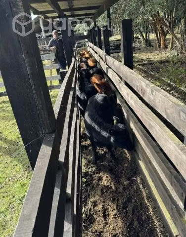 Venta de 20 Terneras Angus