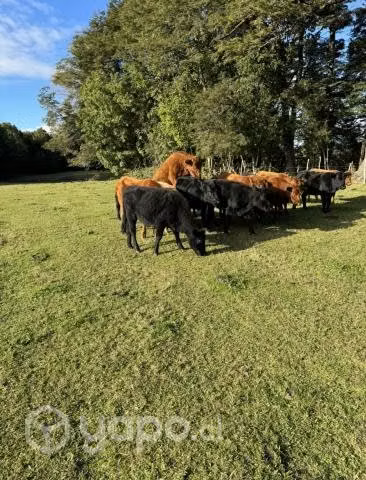 Venta de 12 Novillos Angus