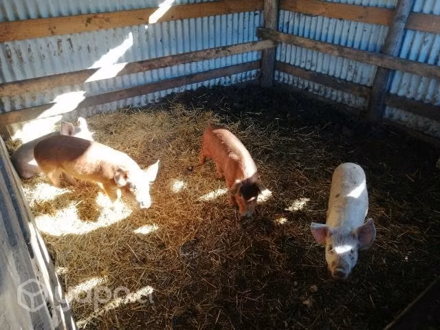 Cerditos de 3 meses