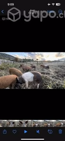 Chanchos alazanes