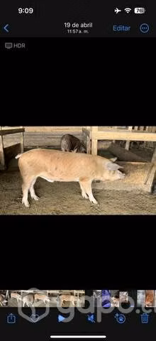 Chanchos alazanes