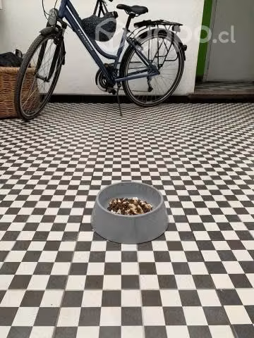 Plato de cemento para perro - Imagen 2