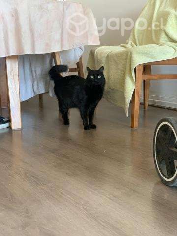 Se regala gatita