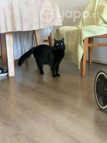 Se regala gatita
