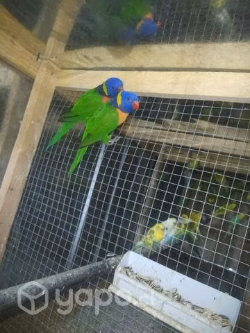 Loris arcoiris - Imagen 5