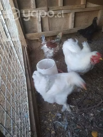 Gallinas Bramah - Imagen 6