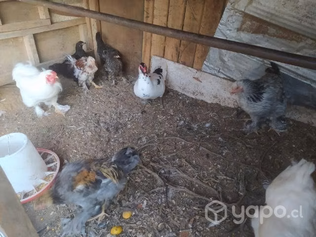 Gallinas Bramah - Imagen 2