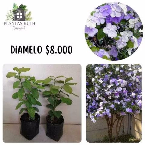 Diamelo