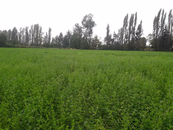 Parcela 9000 m2 - Imagen 2