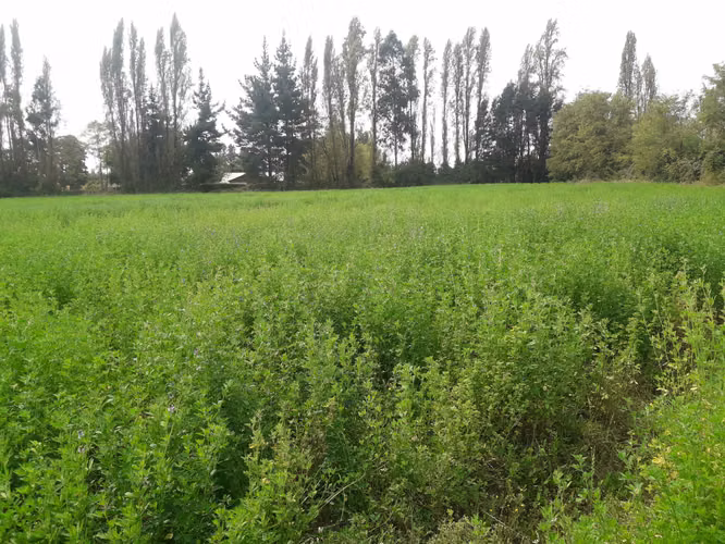 Parcela 9000 m2 - Imagen 3