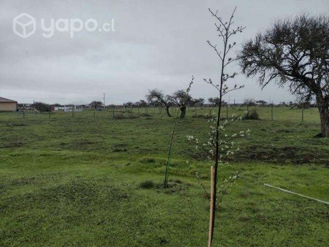 Campo en sector de Purapel - Imagen 5