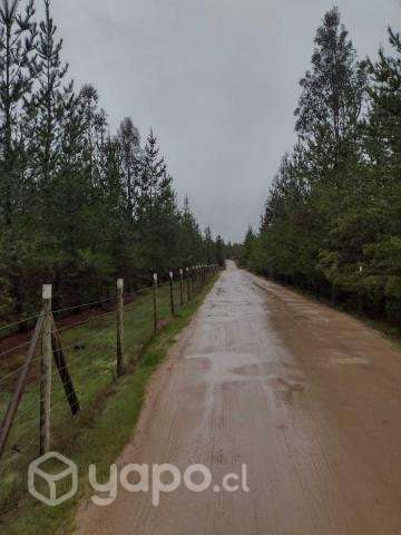 Campo en sector de Purapel - Imagen 9