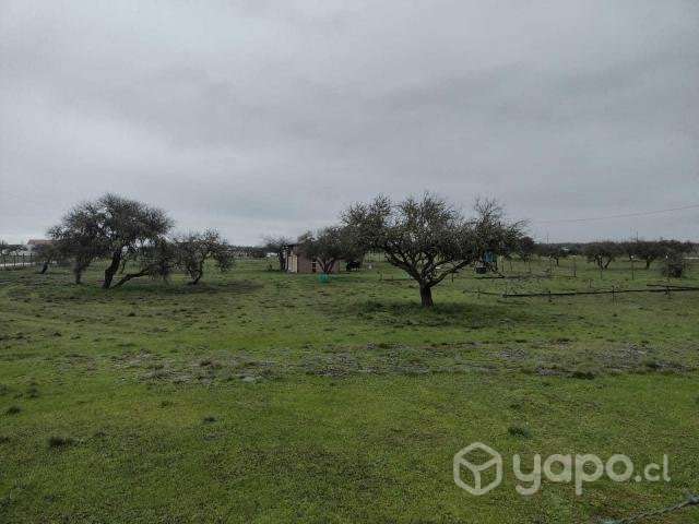 Campo en sector de Purapel - Imagen 8