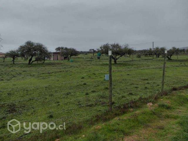 Campo en sector de Purapel - Imagen 7