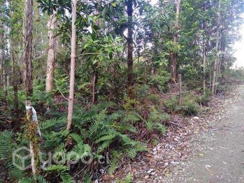Terreno en Ancud - Imagen 8