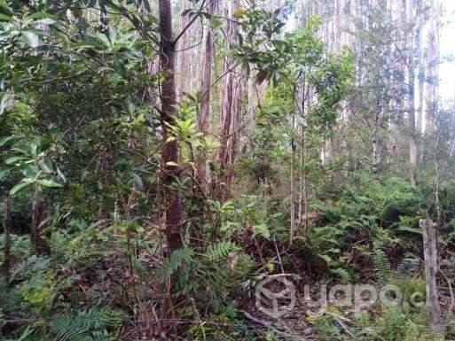 Terreno en Ancud - Imagen 6