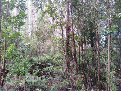Terreno en Ancud - Imagen 4