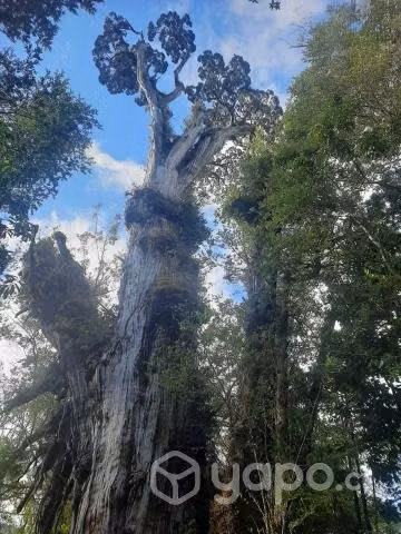Hermoso terreno en carretera austral
