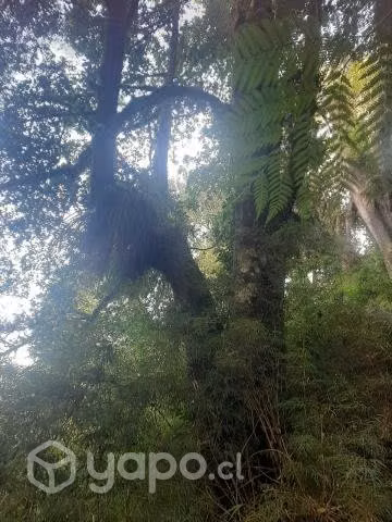 Hermoso terreno en carretera austral