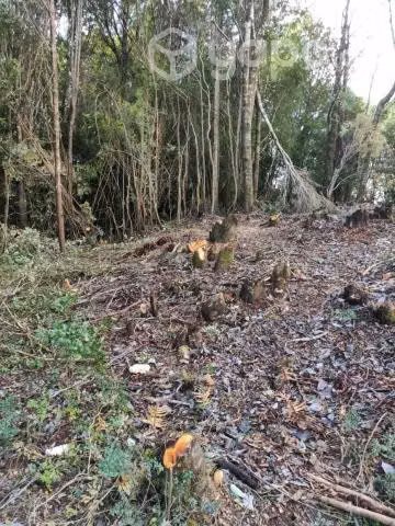 1 Hectarea Llicaldad Chiloé