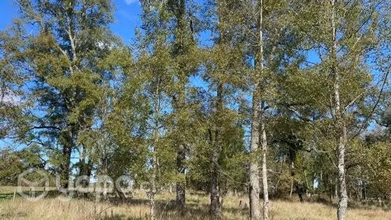 Fundo “Las Tórtolas", Los Muermos, X Región