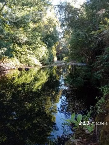 Cabañas en Panguipulli Verano 2025