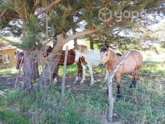 Vendo Parcela 5,5 Hectareas - Imagen 7