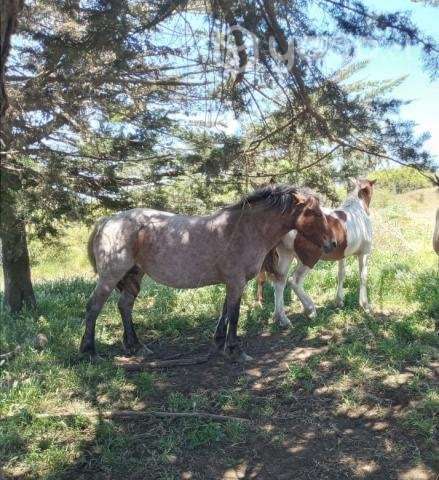 Vendo Parcela 5,5 Hectareas - Imagen 4