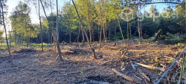 Terreno 5000mts con rol propio - Imagen 3