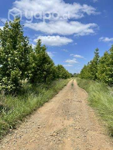 Parcela en Purisima con las rastras talca - Imagen 5