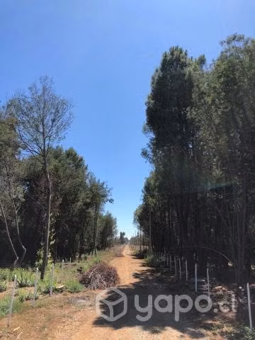 Parcela sector El Avellano