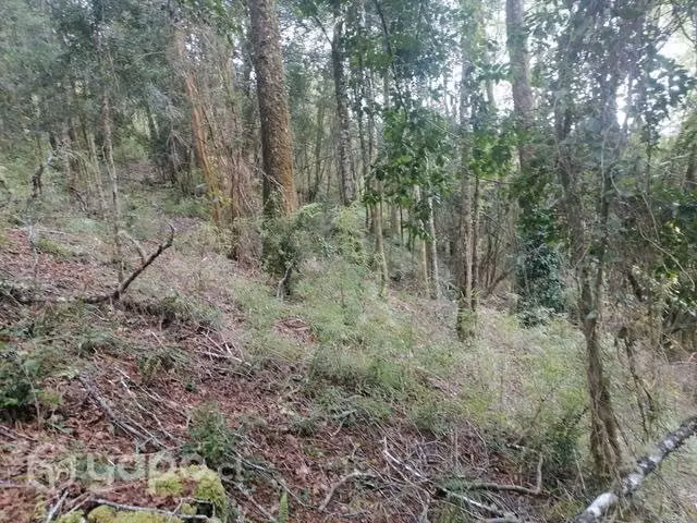 Parcela cerca de Valdivia 7000mts - Imagen 6