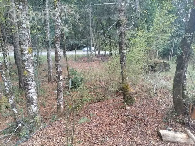 Parcela cerca de Valdivia 7000mts - Imagen 8