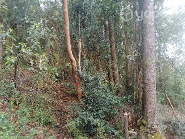 Parcela cerca de Valdivia 7000mts - Imagen 12