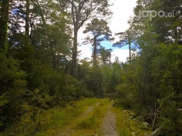 ORILLA DE RIO, BOSQUE NATIVO Patagonia Aysen - Imagen 3
