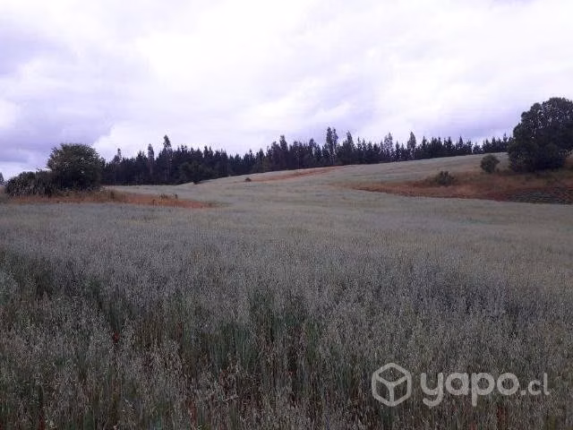 Campo en Carahue , La Araucanía