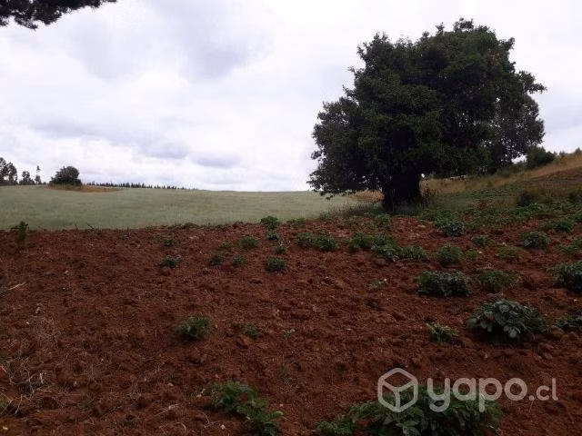 Campo en Carahue , La Araucanía