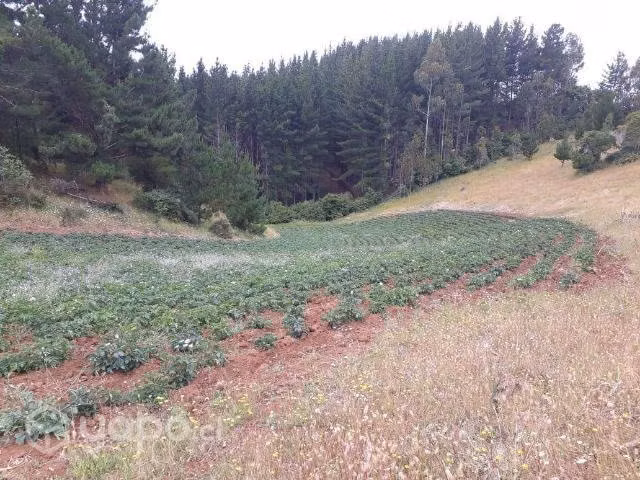 Campo en Carahue , La Araucanía